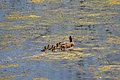 Ente im Weiher